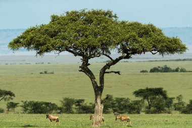 Tayland savanındaki impalalar