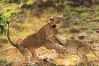 Savanadaki aslan yavruları
