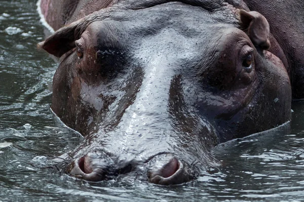 Flodhäst Sjö Kenya — Stockfoto