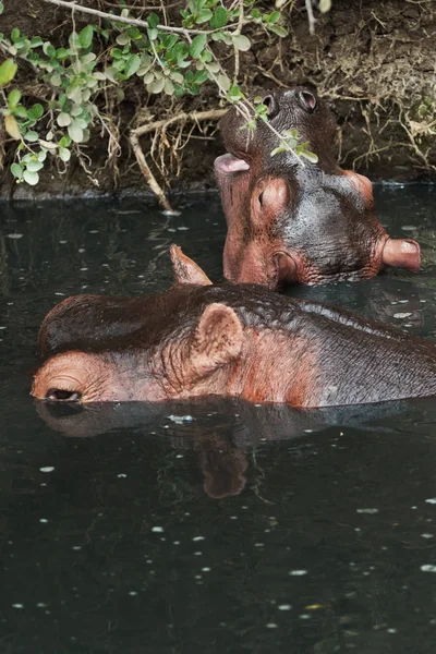 Nilpferd See Kenia — Stockfoto