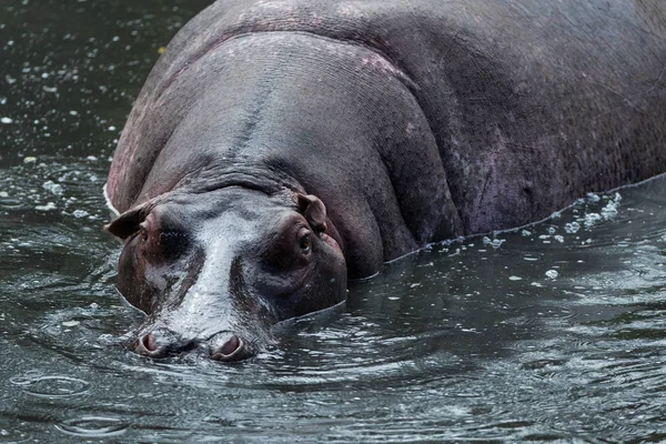 Hippopotame Dans Lac Kenya — Photo