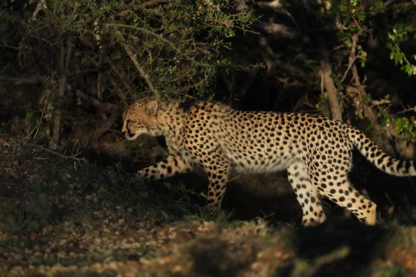 Leopards Savannah Kenya — Stock Photo, Image