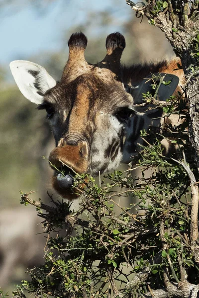 Nahaufnahme Porträt Der Giraffe — Stockfoto