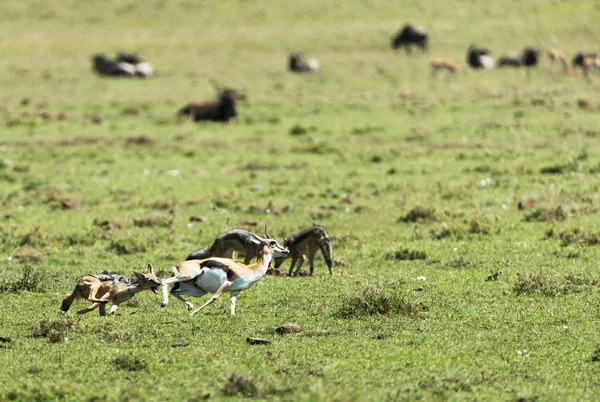 Kenya Savanada Impala Avlayan Sırtlan — Stok fotoğraf