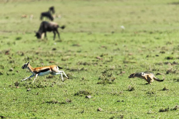 Hiena Impala Caça Savana Quênia — Fotografia de Stock