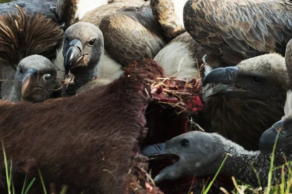 Kenya Savanasında Akbaba Kuşları — Stok fotoğraf