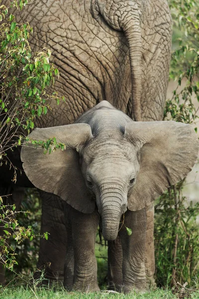 Vista Cercana Ternera Elefante Recién Nacido Orillas Del Río — Foto de Stock