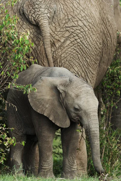 Close View Van Pasgeboren Olifant Kalf Door Riverside — Stockfoto