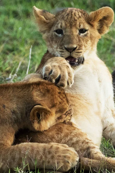 Filhotes Leão Savana — Fotografia de Stock