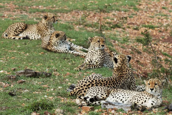 Leopardi Trávě Savaně Keni — Stock fotografie
