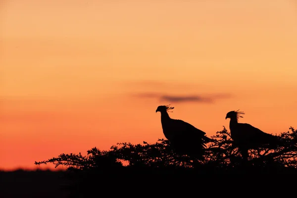 Секретар Птахів Заході Сонця — стокове фото