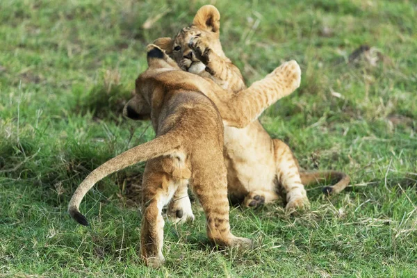 Lion Cubs Savannah — Stock Photo, Image