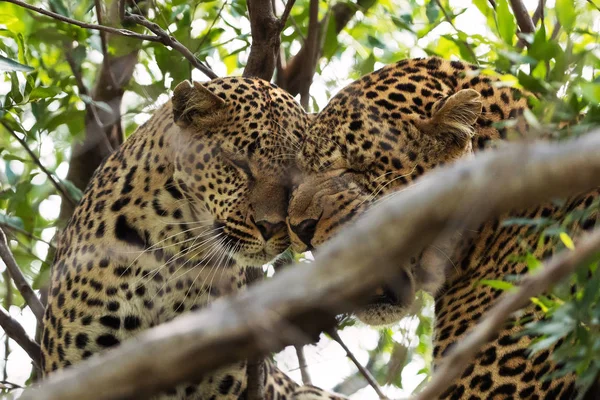 Kenya Savanasında Leoparlar — Stok fotoğraf