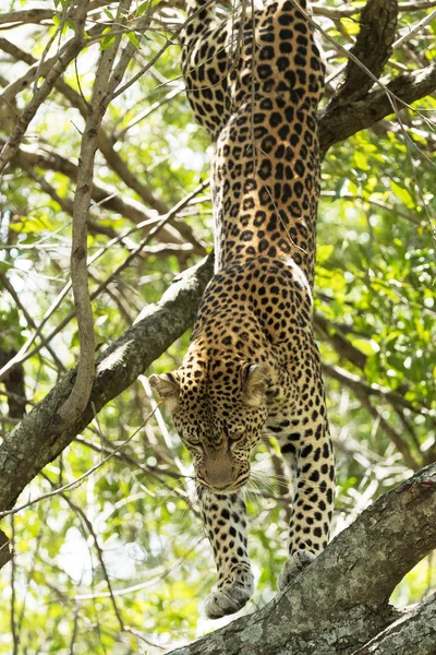 Leopardos Savana Quênia — Fotografia de Stock