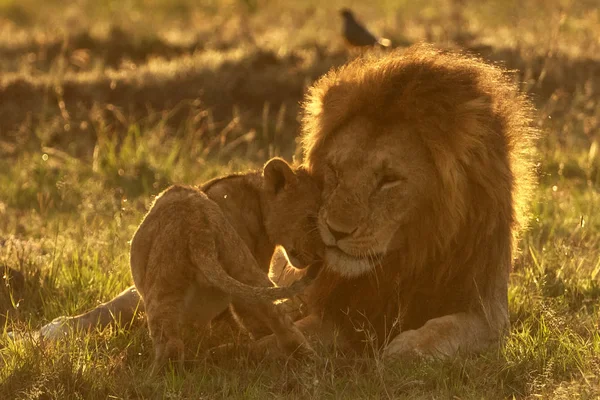 Lion Adulte Lionceau Dans Savane — Photo