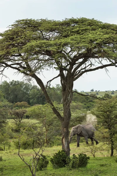 Ritratto Elefante Africano Grigio Sotto Grande Albero — Foto Stock