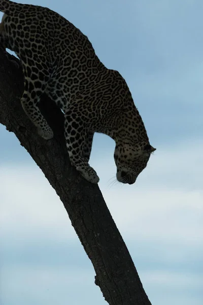 Leopardos Savana Quênia — Fotografia de Stock