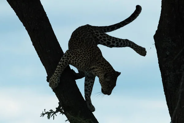 肯尼亚稀树草原的美洲豹 — 图库照片