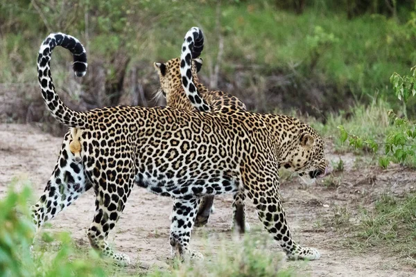 Леопарди Савані Кенії — стокове фото