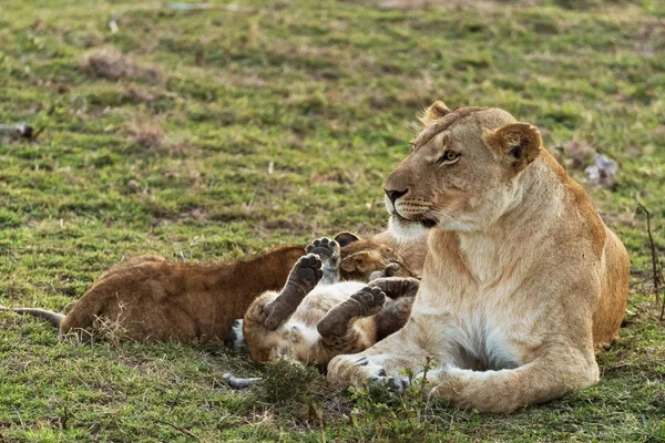 Lioness Lion Cub National Park — Stock Photo, Image