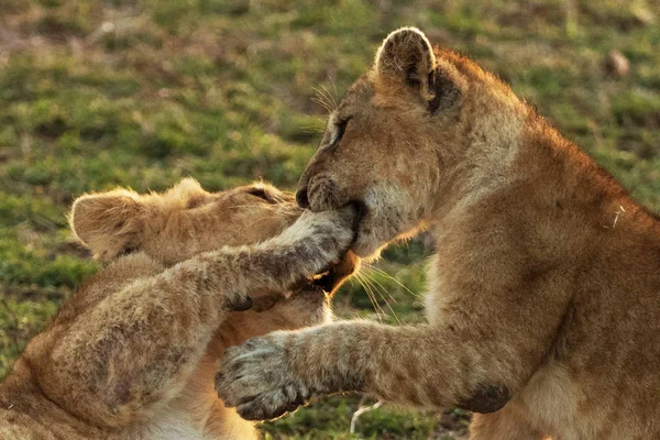 Savanadaki Aslan Yavruları — Stok fotoğraf