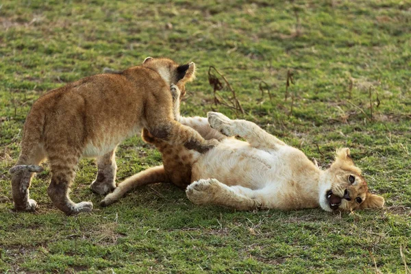 Savanadaki Aslan Yavruları — Stok fotoğraf