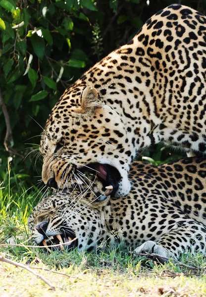 Leopardos Savana Quênia — Fotografia de Stock