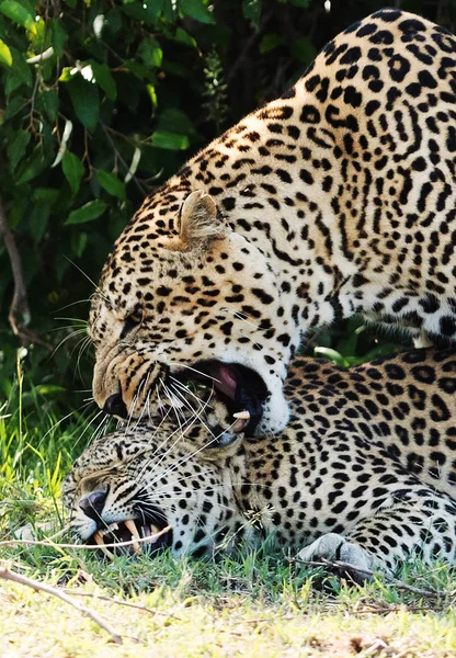 Leopards Savannah Kenya — 스톡 사진