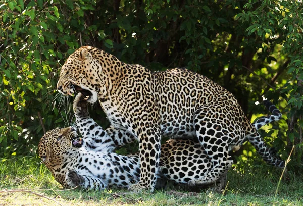 Leopards Savannah Kenya — 스톡 사진