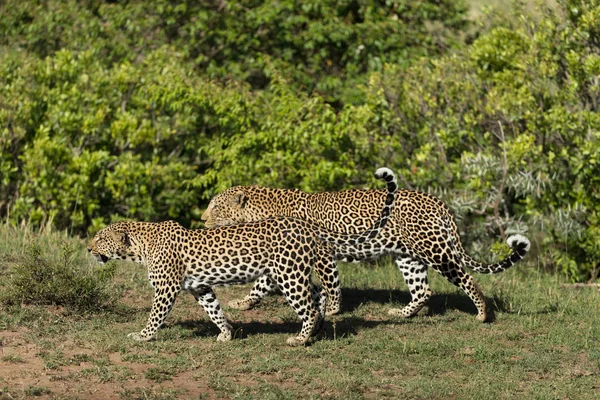 Leopárdok Savannah Ban Kenyában — Stock Fotó