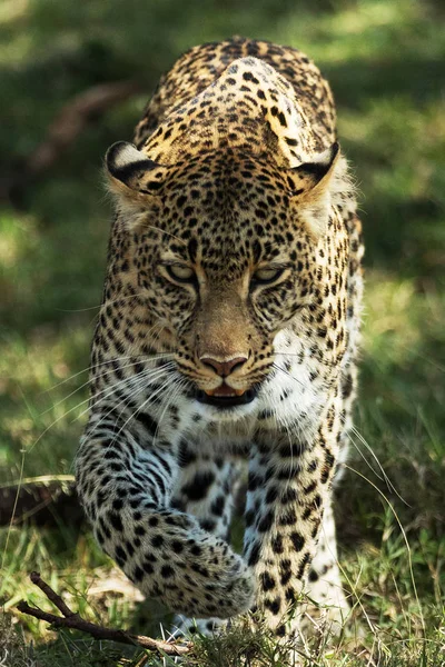 Leopard Savannah Kenya — Stockfoto