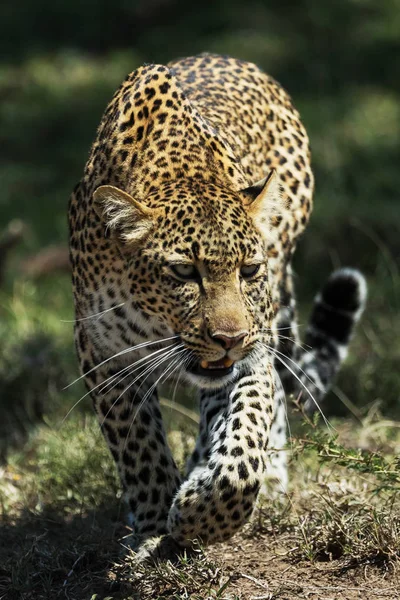 Leoparden Der Savanne Kenia — Stockfoto