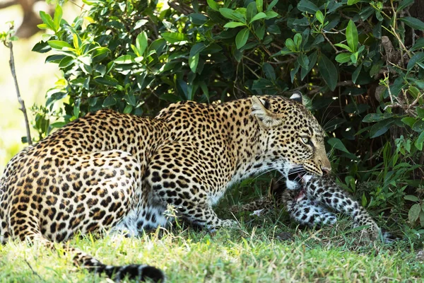 Leopardos Sabana Kenia — Foto de Stock