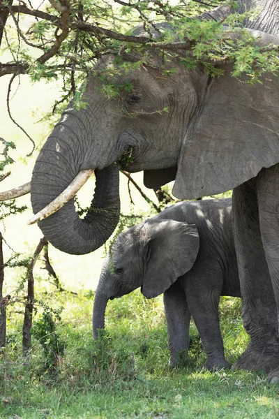 Vista Cercana Ternera Elefante Recién Nacido Orillas Del Río — Foto de Stock