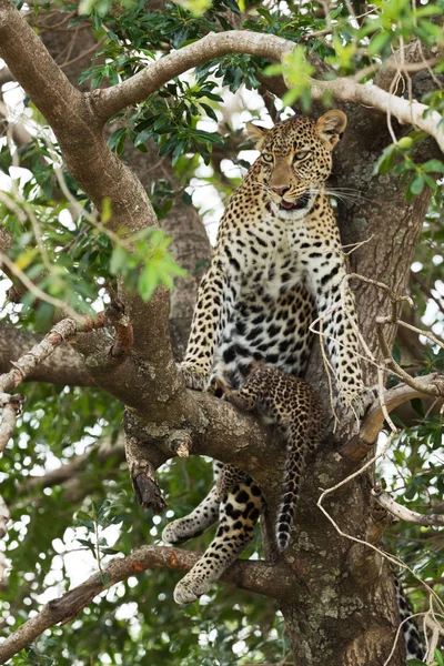 Leopard Savannah Kenyában — Stock Fotó