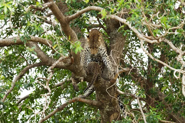 Leopard Savannah Kenya — Stock Photo, Image