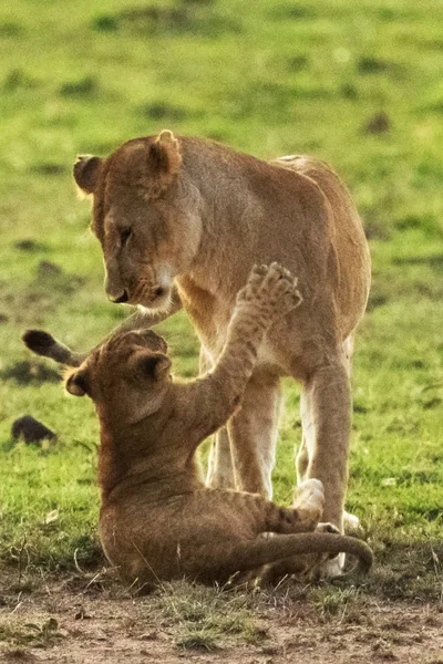 Λέαινα Και Λιονταράκι Στο Εθνικό Πάρκο — Φωτογραφία Αρχείου