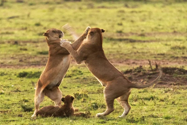 Lion Cubs Savannah — Stock Photo, Image