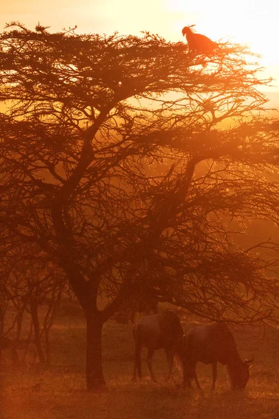 Gruppo Gnu Savana — Foto Stock