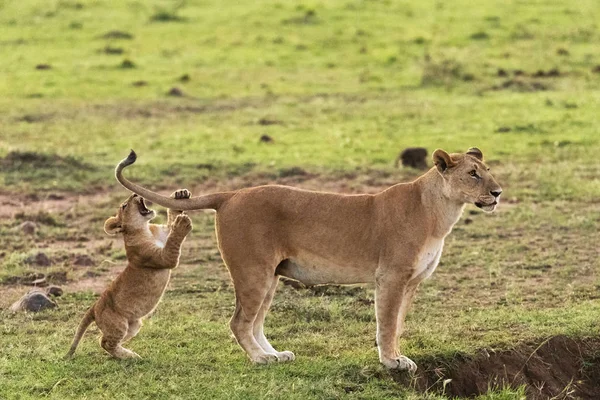 Ulusal Parkta Dişi Aslan Aslan Yavrusu — Stok fotoğraf