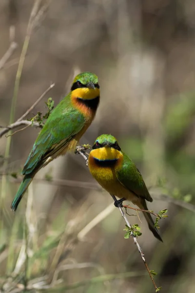 Зеленые Желтые Птицы Дереве — стоковое фото