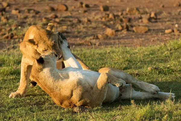 Aslanlar Savannah bir çift — Stok fotoğraf