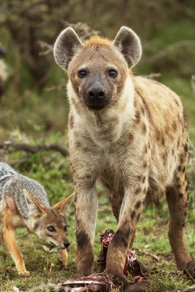 Hyenas Savannah Kenya — 스톡 사진