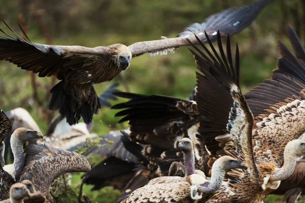 Aves Buitres Sabana Kenya — Foto de Stock