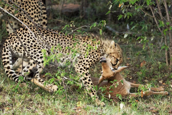 Rebanho Leopardos Comendo Suas Presas — Fotografia de Stock