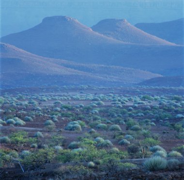 Namibya 'daki savana manzarası