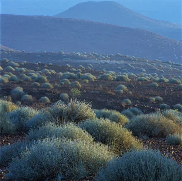 Landscape Savannah Namibia — Stock Photo, Image