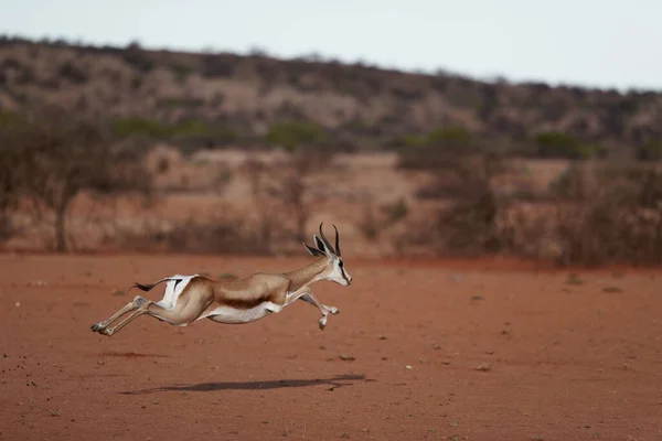 Güzel Impala Kenya Savanası — Stok fotoğraf