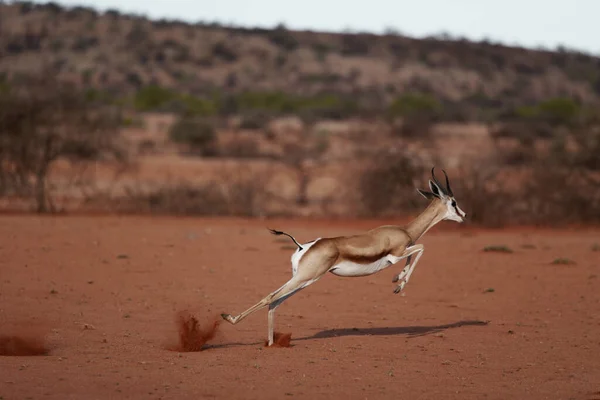 Mooie Impala Savanne Van Kenia — Stockfoto