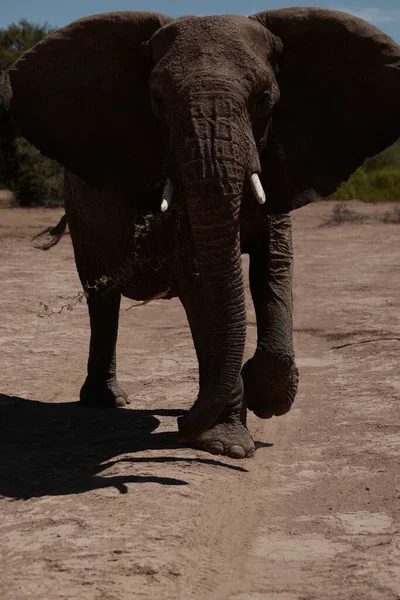 Group Elephants Kenya — Stock Photo, Image